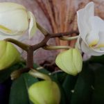 proc-orchideje-nekvetou-hlavni-chyba-s-dobou-odpocinku.jpg